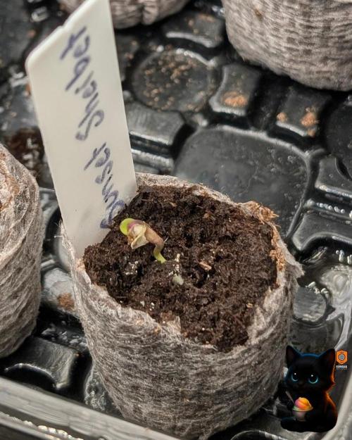 Sunset Sherbet GF (MY TURN) - Catlife420. Week 1 - 10-25
Day 1