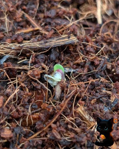 Sunset Sherbet GF (MY TURN) - Catlife420. Week 1 - 10-25
Day 1