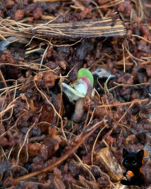 Sunset Sherbet GF (MY TURN) - Catlife420. Week 1 - 10-25
Day 1