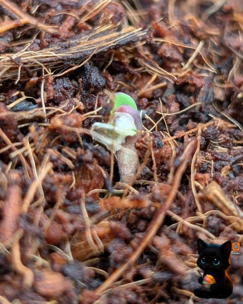 Sunset Sherbet GF (MY TURN) - Catlife420. Week 1 - 10-25
Day 1