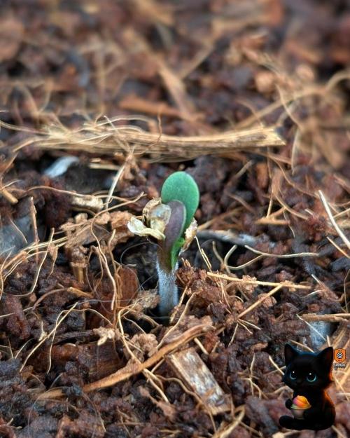 Sunset Sherbet GF (MY TURN) - Catlife420. Week 1 - 10-26
Day 2