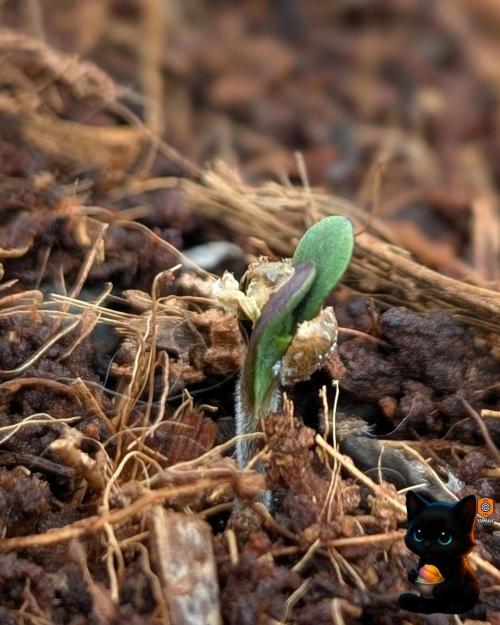 Sunset Sherbet GF (MY TURN) - Catlife420. Week 1