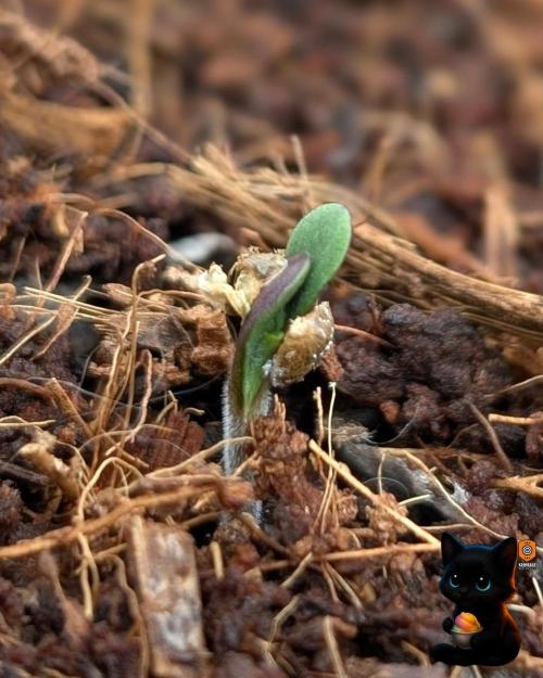 Sunset Sherbet GF (MY TURN) - Catlife420. Week 1 - 10-26
Day 2