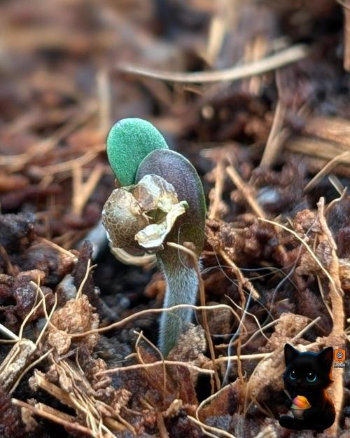 Sunset Sherbet GF (MY TURN) - Catlife420. Week 1 - 10-26
Day 2