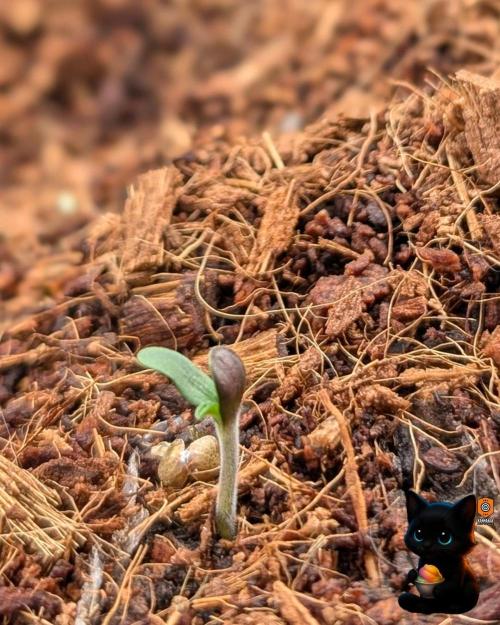 Sunset Sherbet GF (MY TURN) - Catlife420. Week 1 - 10-26
Day 2