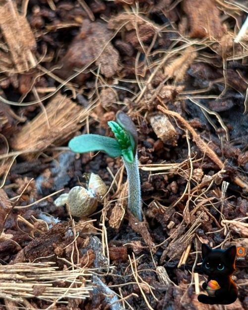 Sunset Sherbet GF (MY TURN) - Catlife420. Week 1 - 10-26
Day 2