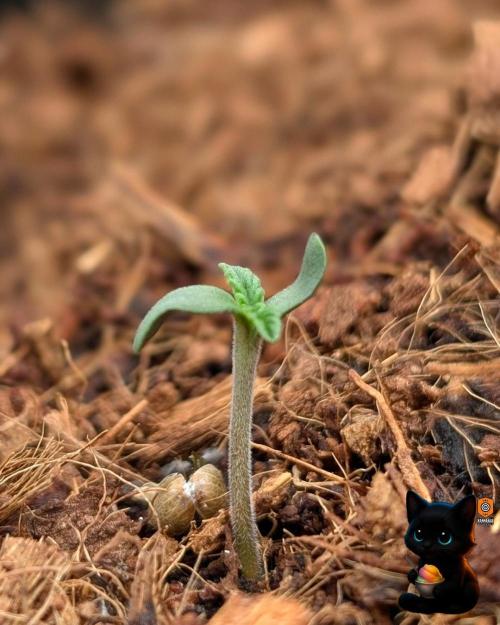 Sunset Sherbet GF (MY TURN) - Catlife420. Week 1 - 10-27
Day 3