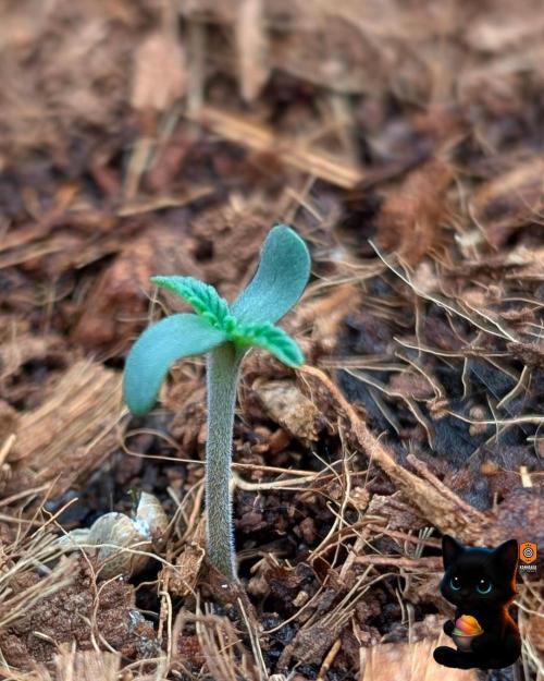 Sunset Sherbet GF (MY TURN) - Catlife420. Week 1 - 10-27
Day 3