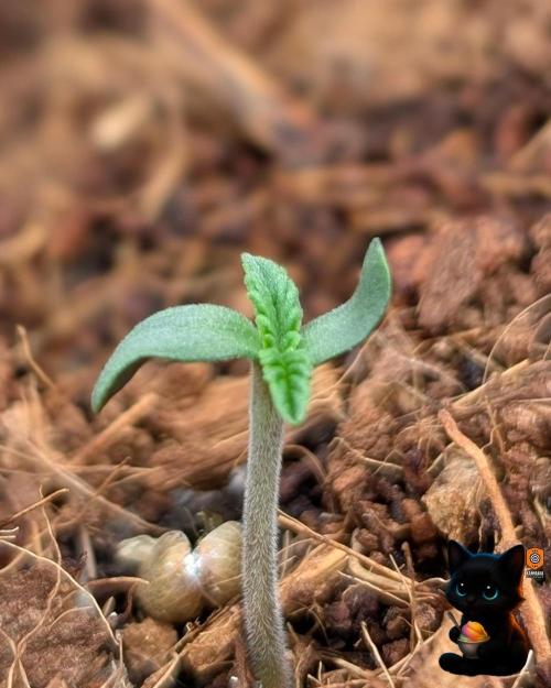 Sunset Sherbet GF (MY TURN) - Catlife420. Week 1 - 10-27
Day 3