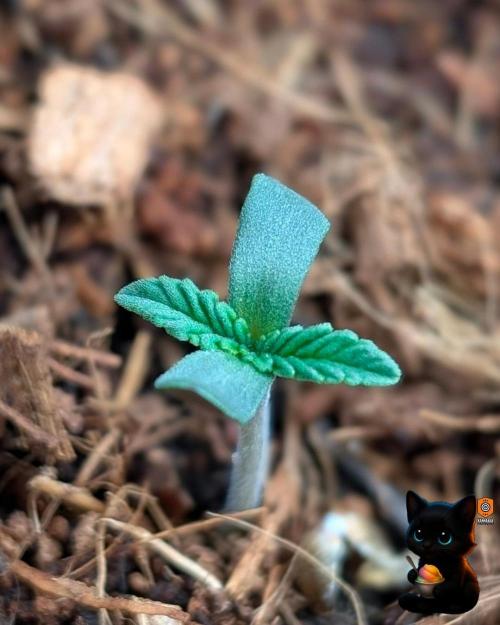 Sunset Sherbet GF (MY TURN) - Catlife420. Week 1 - 10-27
Day 3