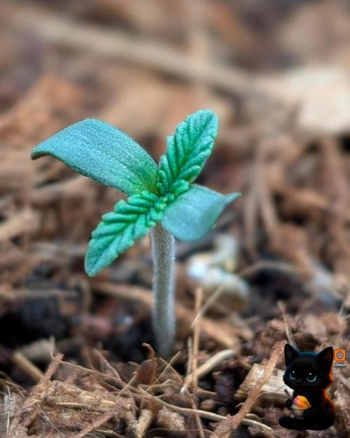 Sunset Sherbet GF (MY TURN) - Catlife420. Week 1 - 10-27
Day 3