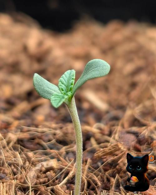 Sunset Sherbet GF (MY TURN) - Catlife420. Week 1 - 10-28
Day 4