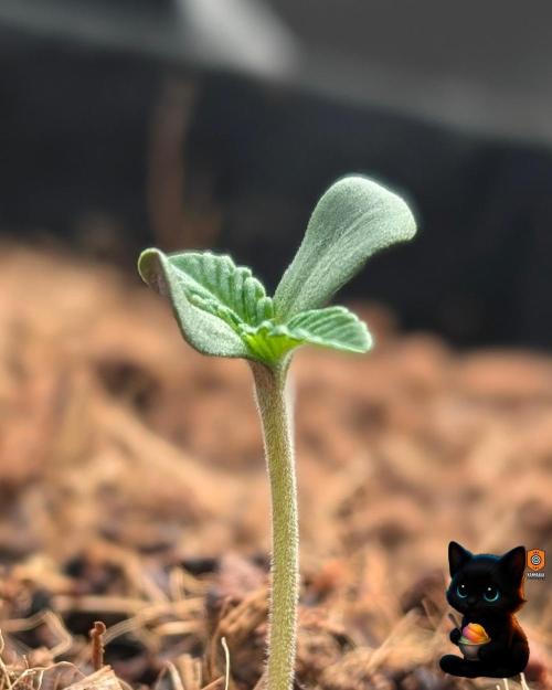 Sunset Sherbet GF (MY TURN) - Catlife420. Week 1 - 10-28
Day 4