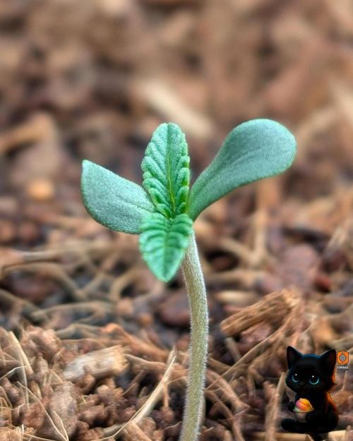 Sunset Sherbet GF (MY TURN) - Catlife420. Week 1 - 10-28
Day 4