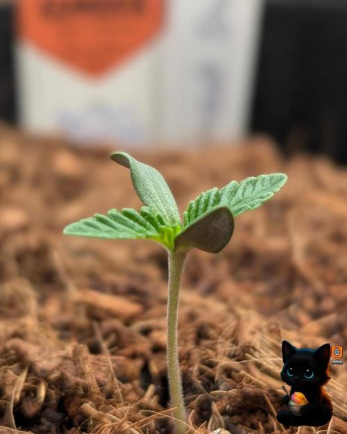 Sunset Sherbet GF (MY TURN) - Catlife420. Week 1 - 10-29
Day 5