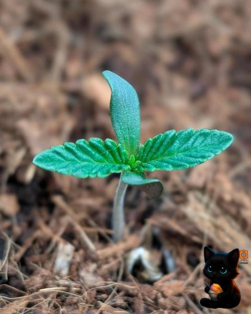 Sunset Sherbet GF (MY TURN) - Catlife420. Week 1 - 10-29
Day 5