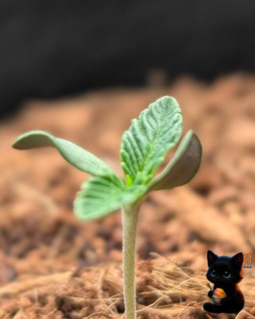 Sunset Sherbet GF (MY TURN) - Catlife420. Week 1 - 10-29
Day 5