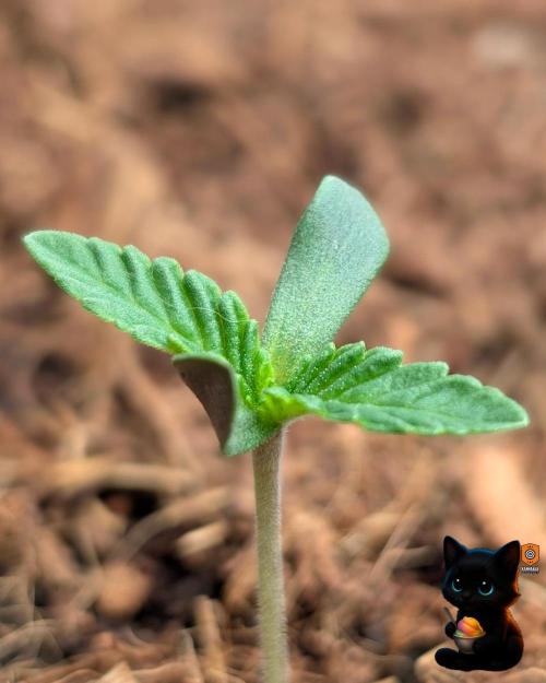 Sunset Sherbet GF (MY TURN) - Catlife420. Week 1 - 10-29
Day 5