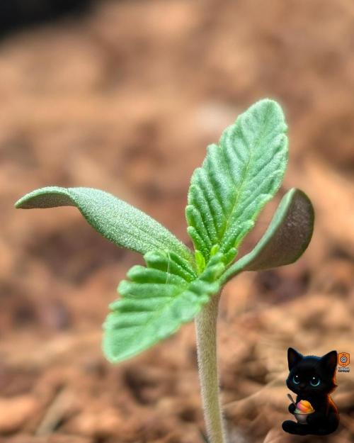 Sunset Sherbet GF (MY TURN) - Catlife420. Week 1 - 10-29
Day 5