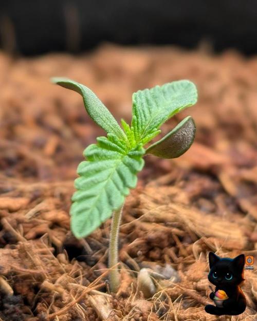 Sunset Sherbet GF (MY TURN) - Catlife420. Week 1 - 10-30
Day 6