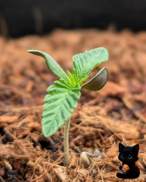 Sunset Sherbet GF (MY TURN) - Catlife420. Week 1 - 10-30
Day 6