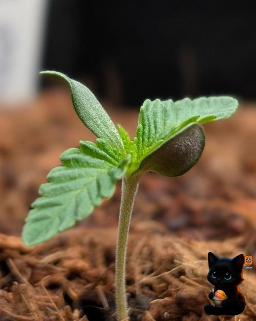 Sunset Sherbet GF (MY TURN) - Catlife420. Week 1 - 10-30
Day 6