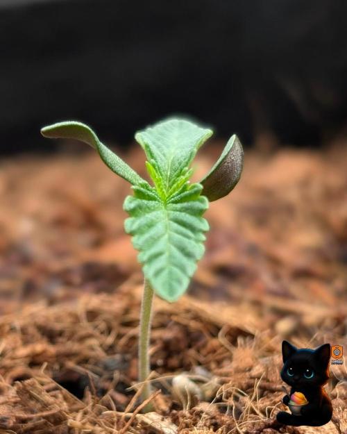 Sunset Sherbet GF (MY TURN) - Catlife420. Week 1 - 10-30
Day 6