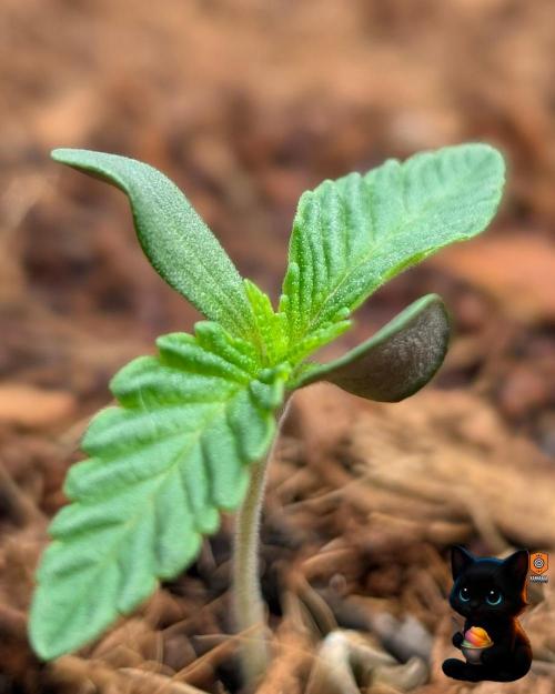 Sunset Sherbet GF (MY TURN) - Catlife420. Week 1 - 10-30
Day 6