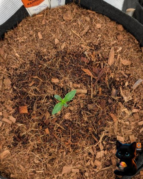 Sunset Sherbet GF (MY TURN) - Catlife420. Week 1 - 10-30
Day 6