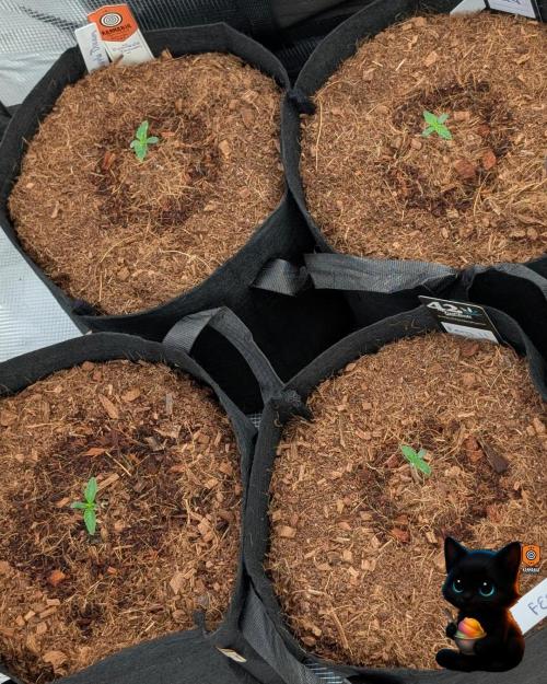 Sunset Sherbet GF (MY TURN) - Catlife420. Week 1 - 10-30
Day 6