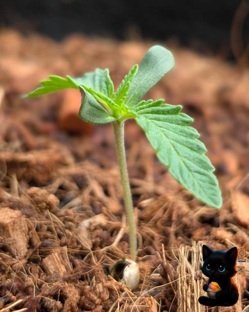 Sunset Sherbet GF (MY TURN) - Catlife420. Week 1 - 10-31
Day 7