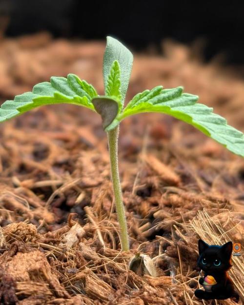 Sunset Sherbet GF (MY TURN) - Catlife420. Week 1 - 10-31
Day 7