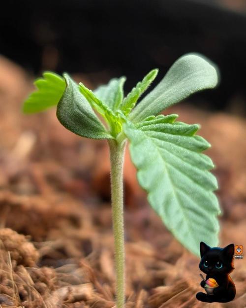 Sunset Sherbet GF (MY TURN) - Catlife420. Week 1 - 10-31
Day 7