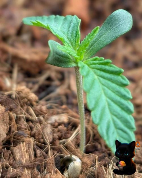 Sunset Sherbet GF (MY TURN) - Catlife420. Week 1 - 10-31
Day 7