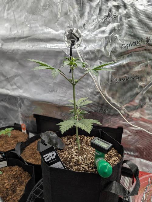 Gettin Frosty with Da Boys. Week 5