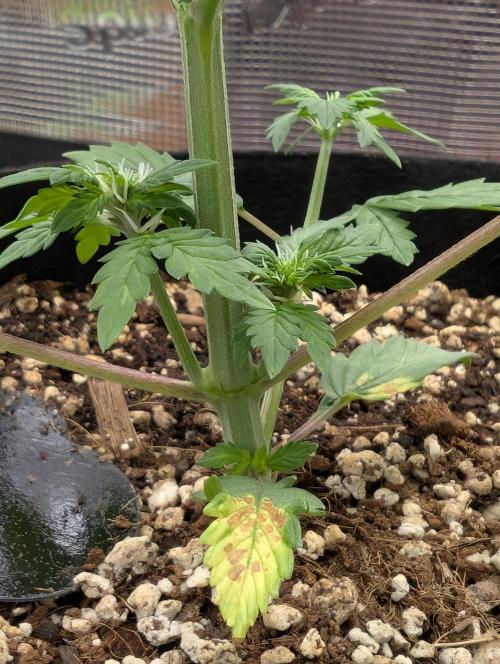 Gettin Frosty with Da Boys. Week 5