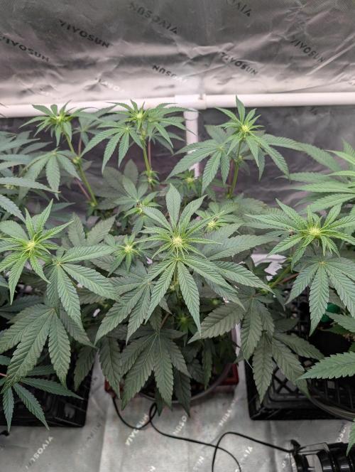 Fem 10 Photo. Week 8