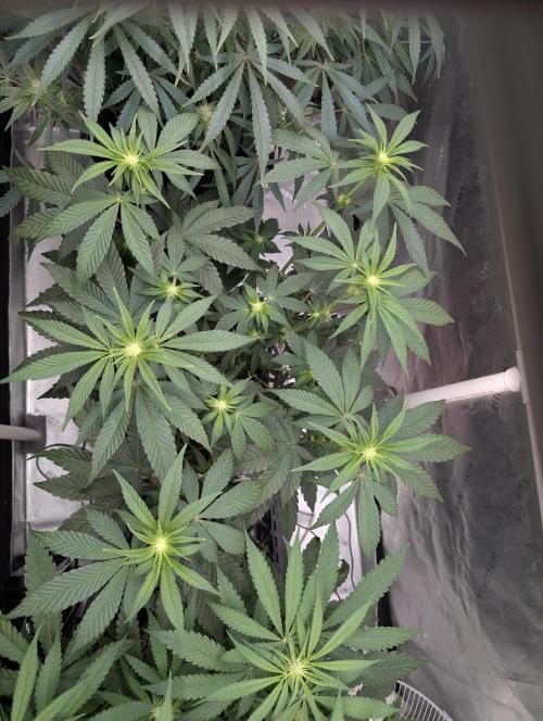 Fem 10 Photo. Week 8