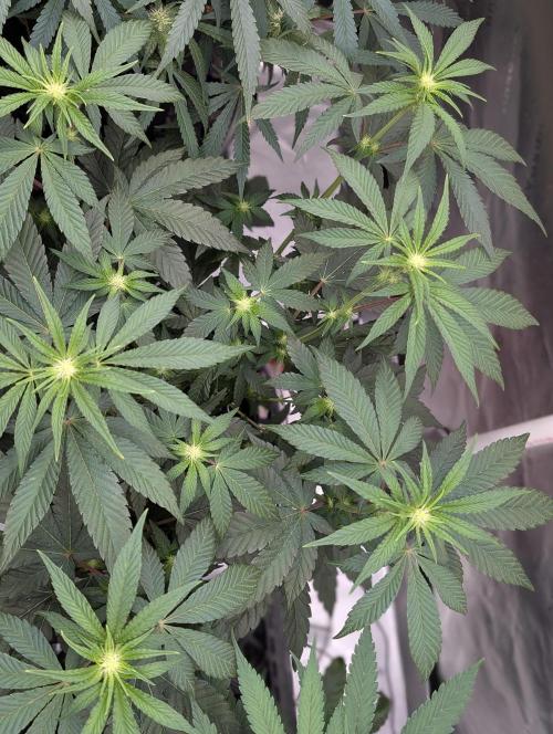 Fem 10 Photo. Week 8