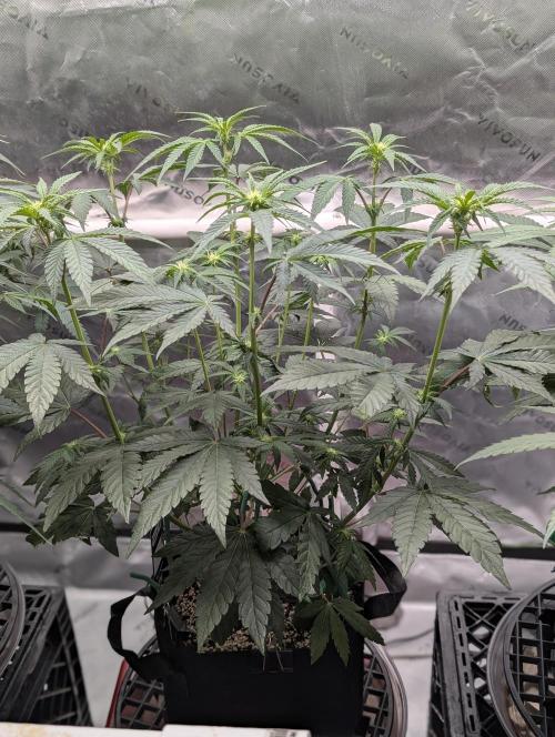 Fem 10 Photo. Week 8