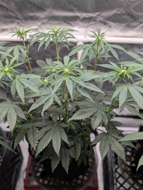 Fem 10 Photo. Week 8