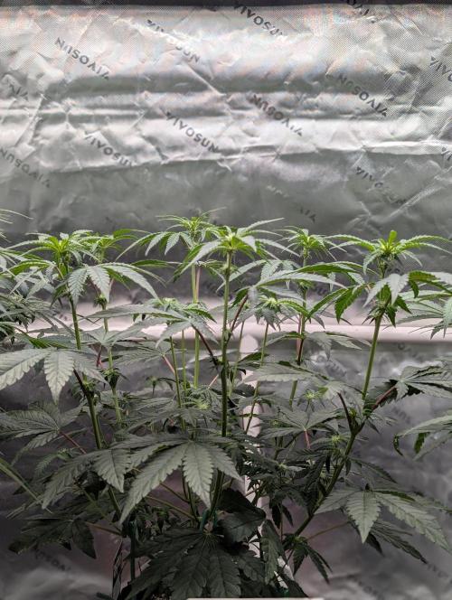 Fem 10 Photo. Week 8
