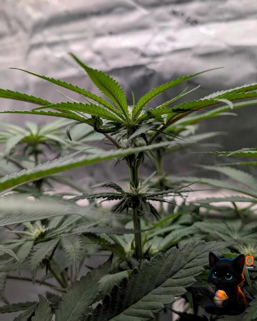 Sunset Sherb Go Fast. Week 7