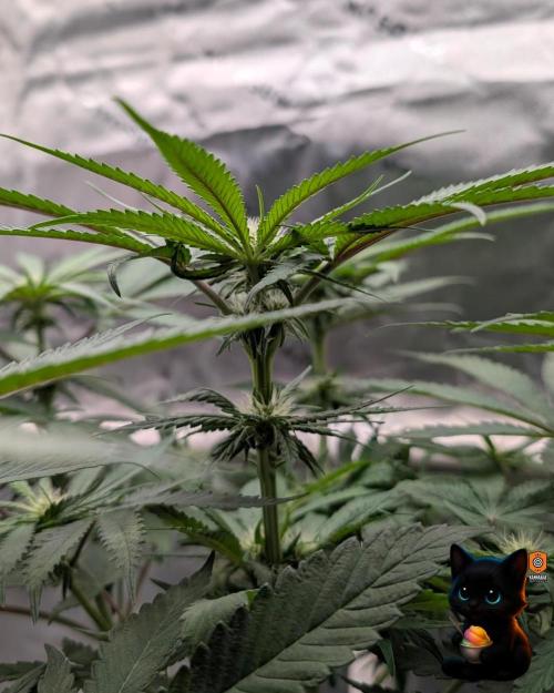 Sunset Sherb Go Fast. Week 7