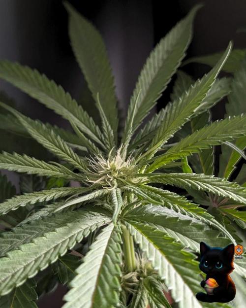 Sunset Sherb Go Fast. Week 7