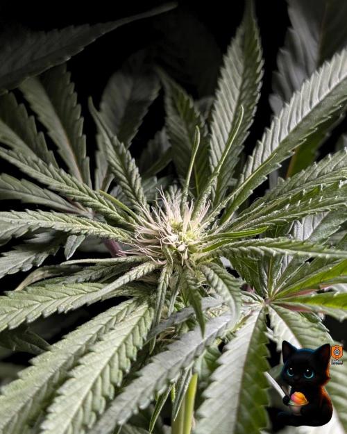 Sunset Sherb Go Fast. Week 7