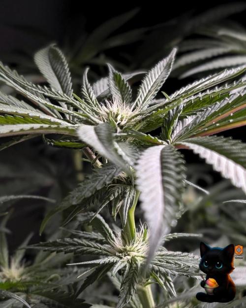 Sunset Sherb Go Fast. Week 7