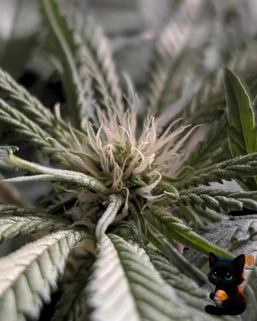 Sunset Sherb Go Fast. Week 7