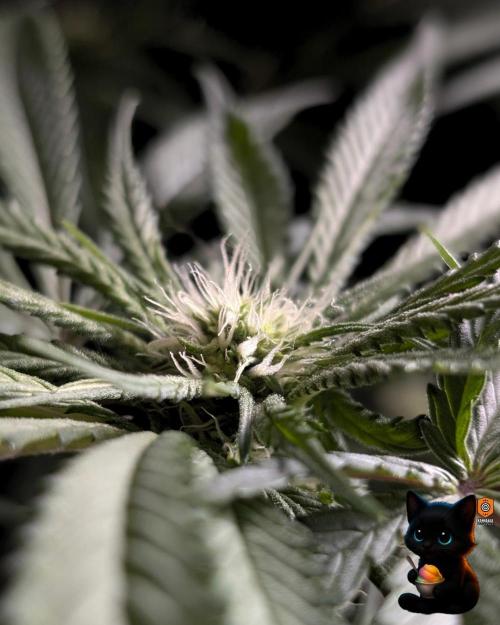 Sunset Sherb Go Fast. Week 7