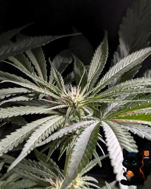 Sunset Sherb Go Fast. Week 7